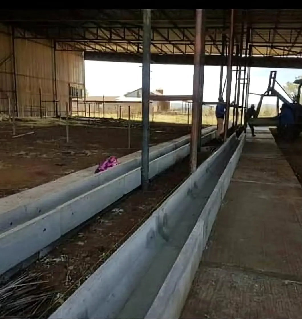 Concrete sheep feeding trough in use — additional view
